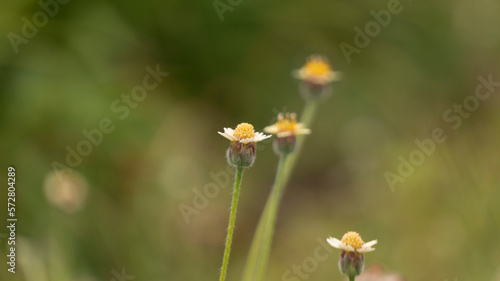 Close-up of Tridax procumbens L, commonly known as coatbuttons or tridax daisy, with a blurred background. The plant's green leaves and yellow-centered white flowers are prominently featured photo