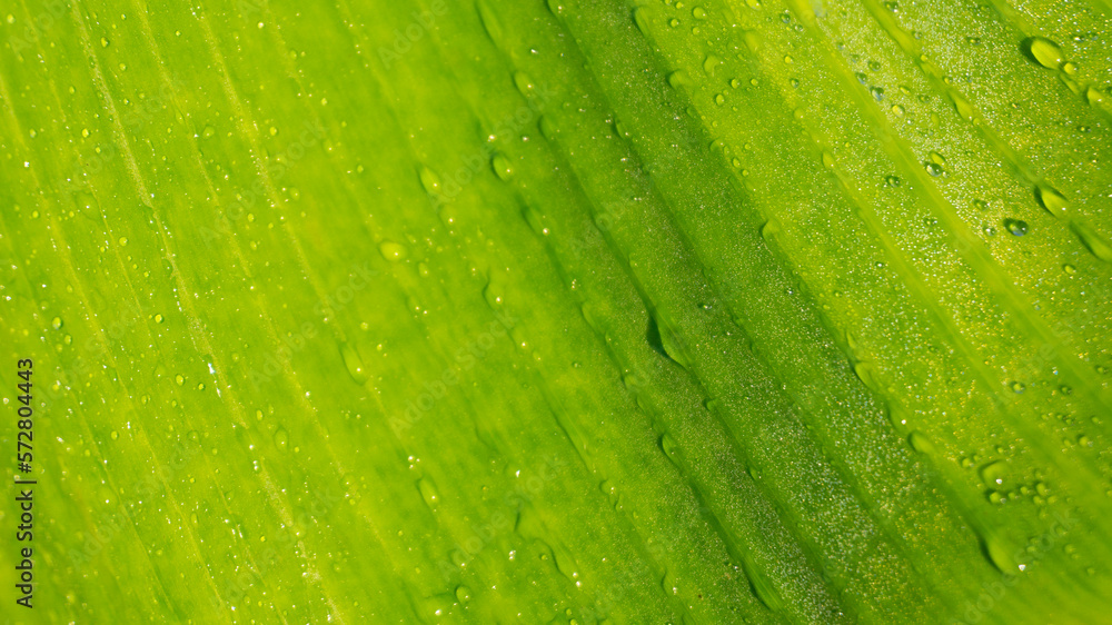 Banana leaf, revealing the complex and striking texture of its surface. The image is further enhanced by the presence of glistening dew drops that delicately cling to the leaf's surface Banana leaf, revealing the complex and striking texture of its surface. The image is further enhanced by the presence of glistening dew drops that delicately cling to the leaf's surface