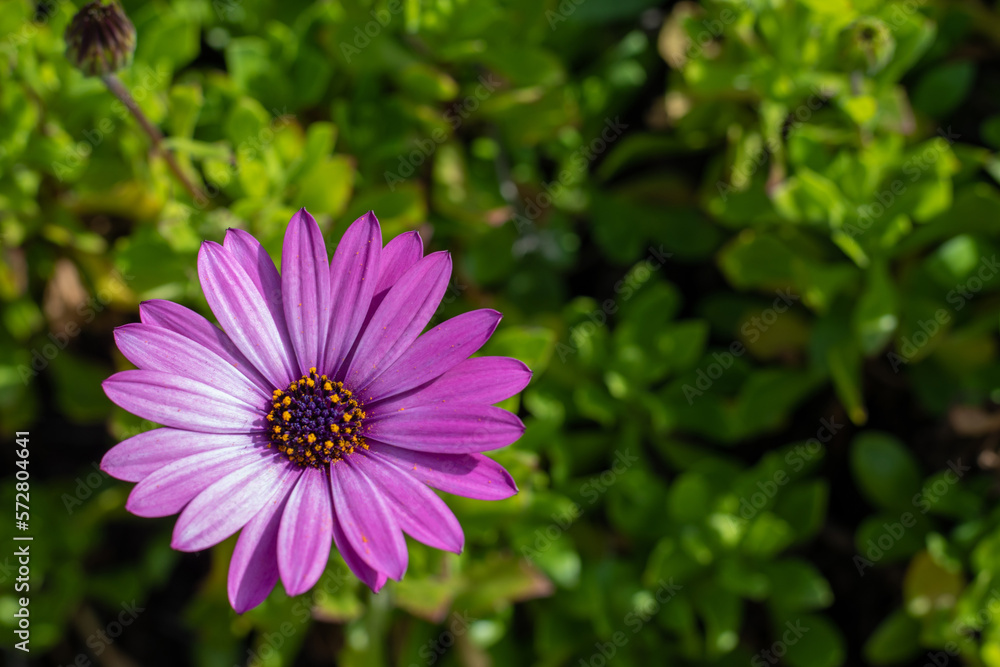 Obraz premium One pink or purple African Daisy flower, focus on the flower, top view