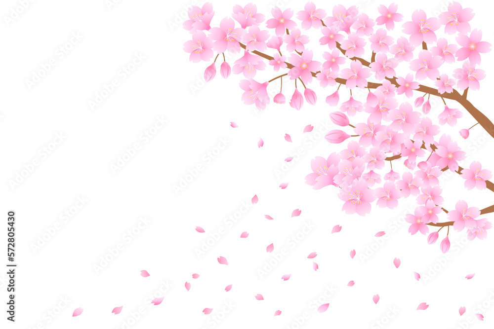 白背景に桜と舞い散る花びら
