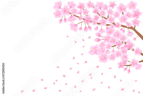 白背景に桜と舞い散る花びら 