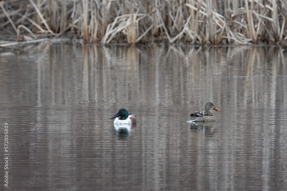 Northern shoveler drake and hen. Northern shoveler drake and hen.