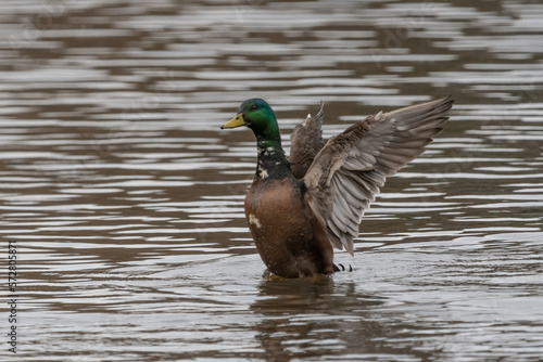 Hybrid Mallard drake flapping wings.