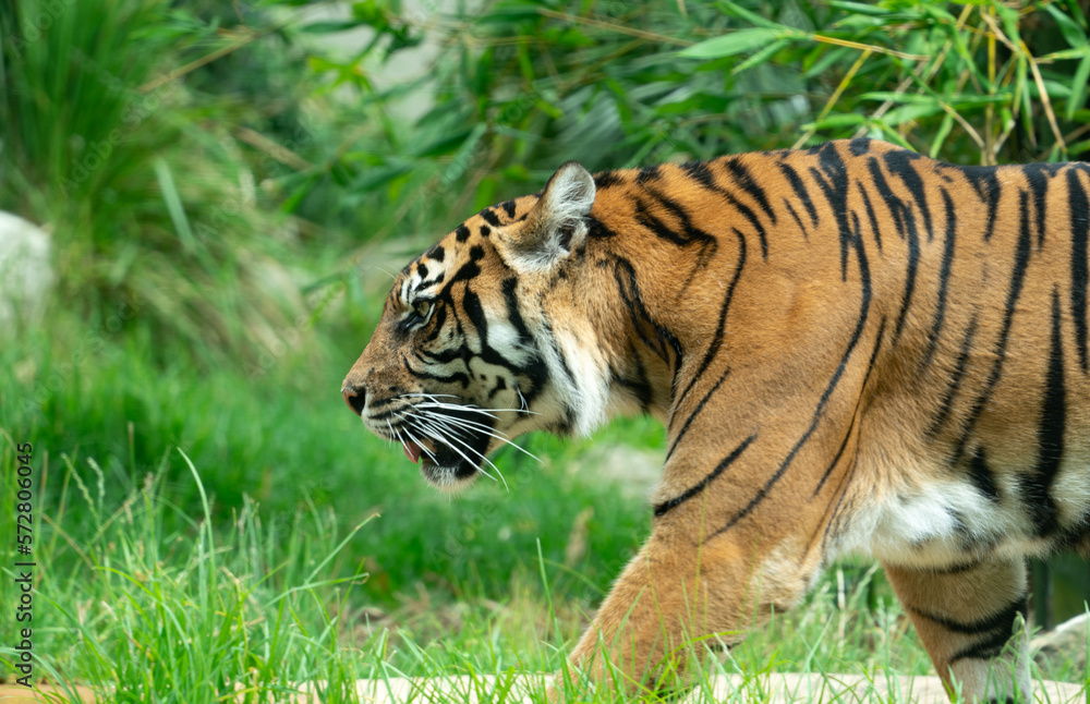 Fototapeta premium Taronga zoo tiger