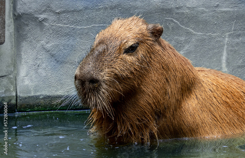 Taronga zoo capybara