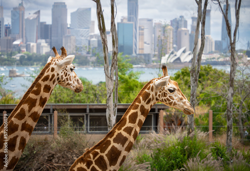Canvas Print Taronga zoo giraffe