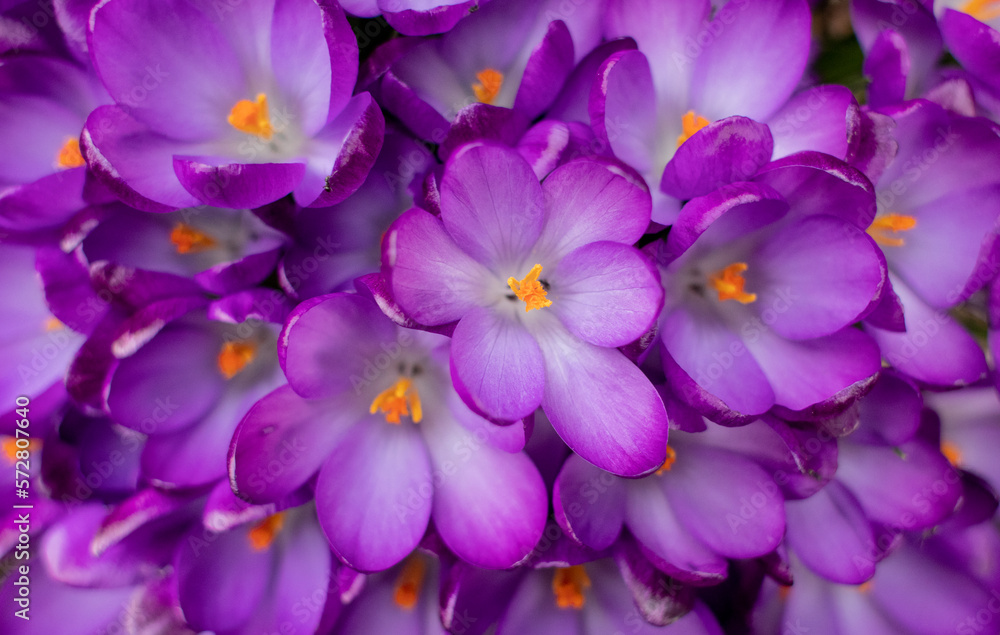 purple and yellow crocus purple and yellow crocus