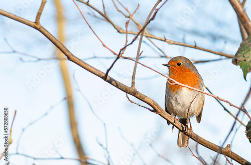 robin bird sitting on a tree on a blue sky background