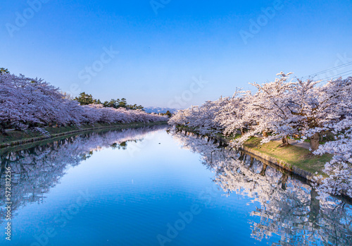 弘前公園の桜