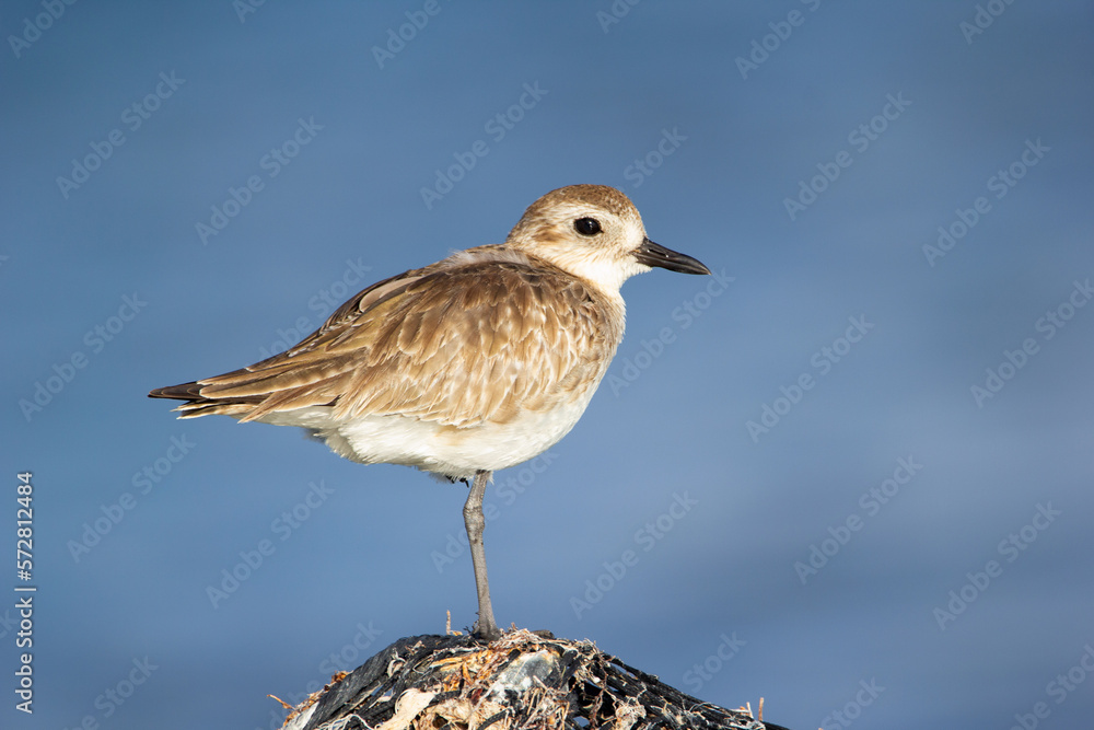 Black-bellied plower with light feathers balancing on one leg on the rock. Black-bellied plower with light feathers balancing on one leg on the rock.