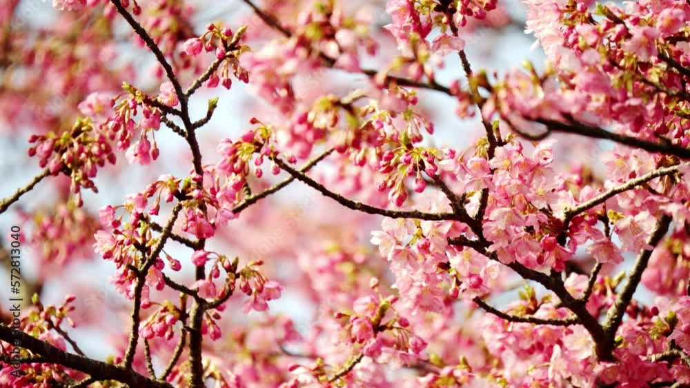満開間近の河津桜の風景 満開間近の河津桜の風景