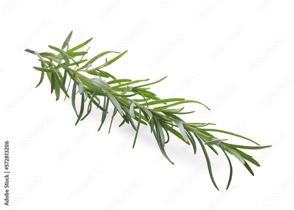 Fototapeta premium Fresh green rosemary isolated on white. Aromatic herb
