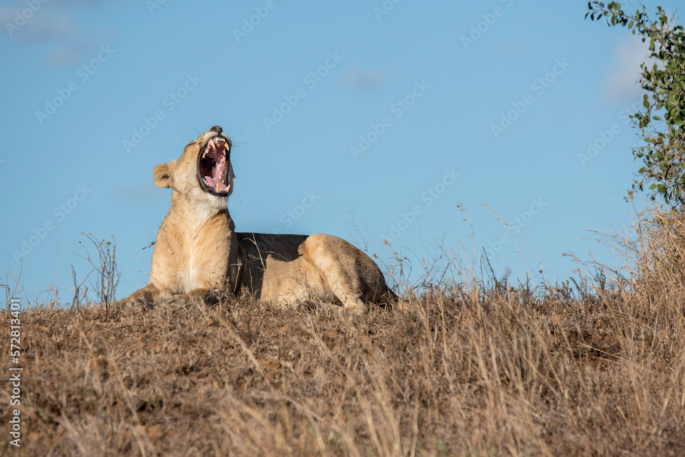 Obraz premium lion