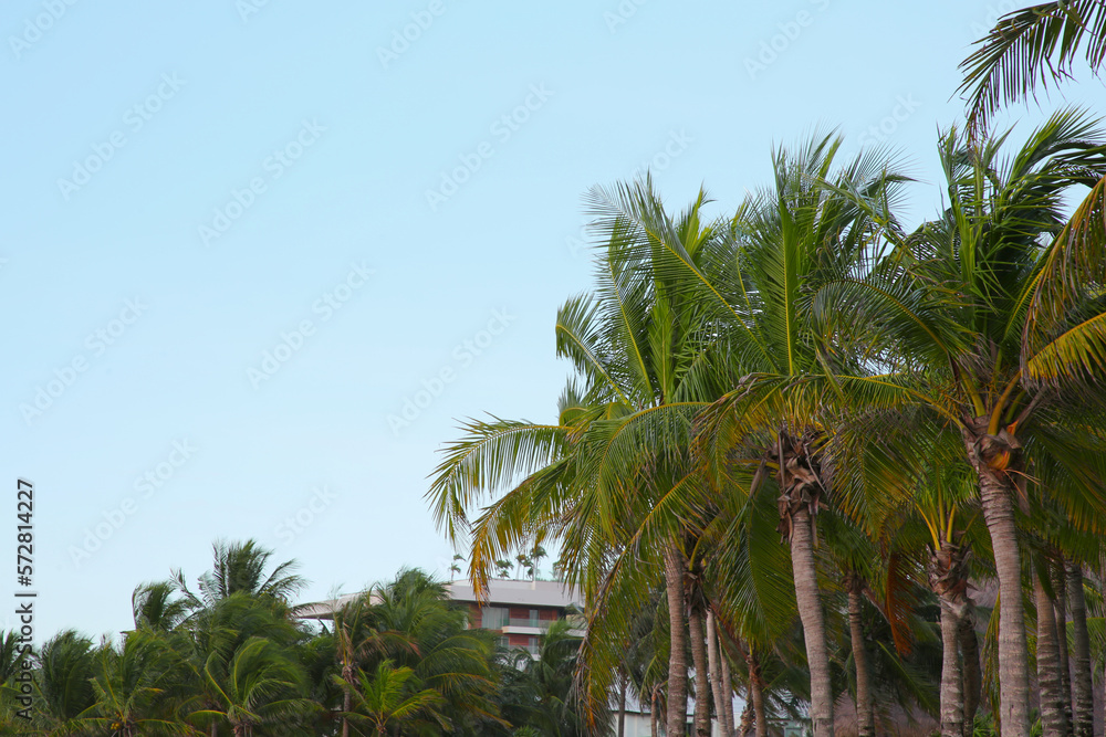 Fototapeta premium Beautiful palm trees with green leaves under clear sky