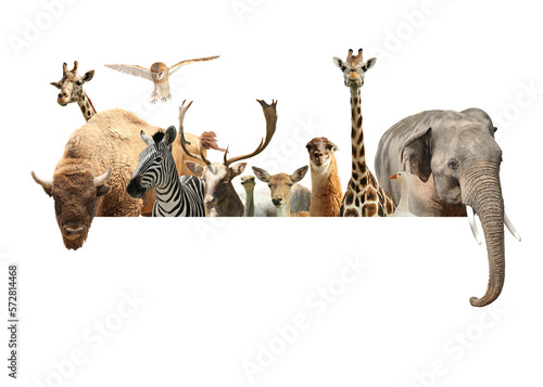 Fototapeta Naklejka Na Ścianę i Meble -  Group of different wild animals standing behind banner on white background, collage