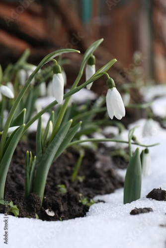 Wallpaper Mural Beautiful blooming snowdrops growing outdoors. Spring flowers Torontodigital.ca