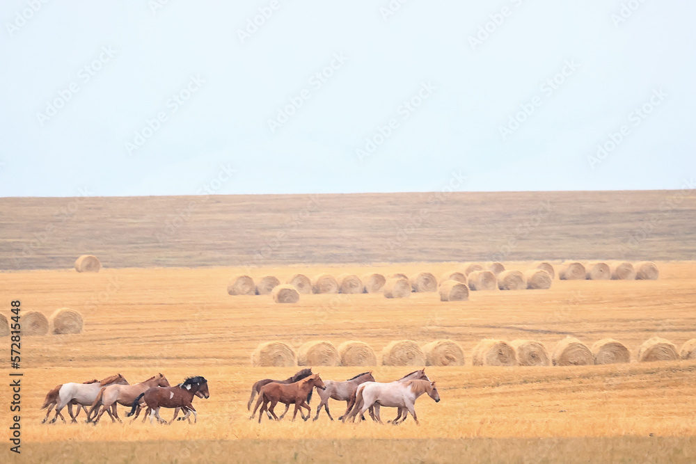 horses running across the steppe, dynamic freedom herd horses running across the steppe, dynamic freedom herd