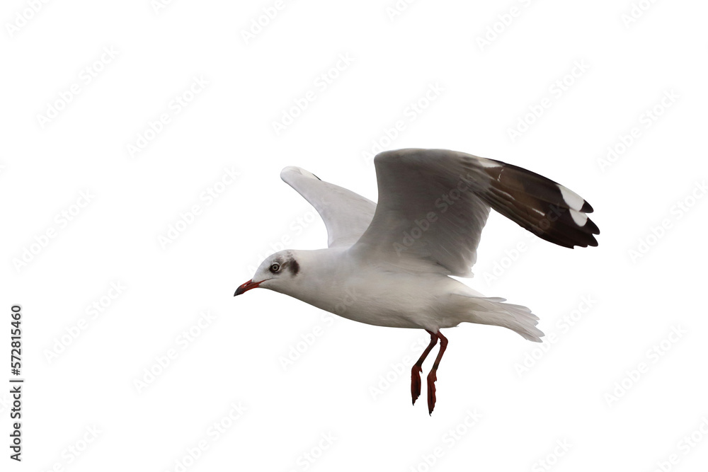 Obraz premium Beautiful seagull flying isolated on transparent background.