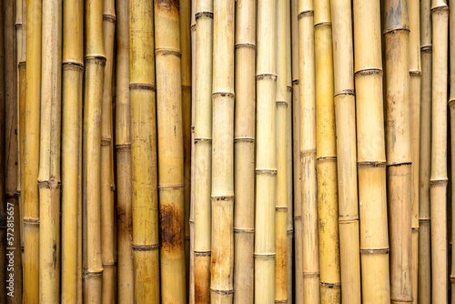 Full-surface background of dry  yellow-beige bamboo sticks placed vertically next to each other. Texture of bamboo wood