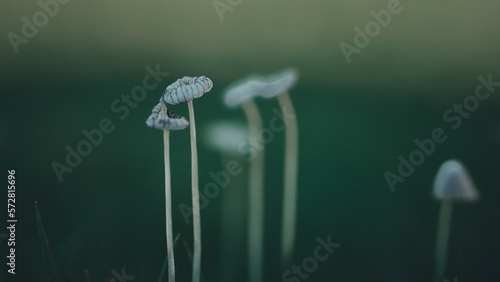 mushrooms growing on the grass in moody tones