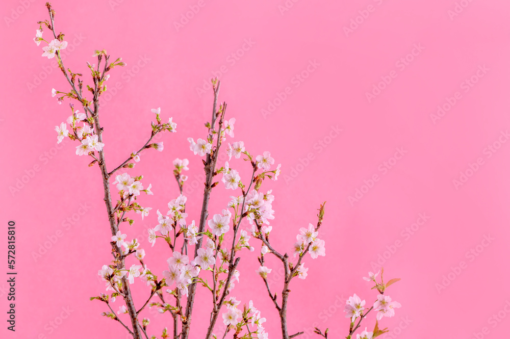 Fototapeta premium 桜 啓翁桜 ピンク色の背景