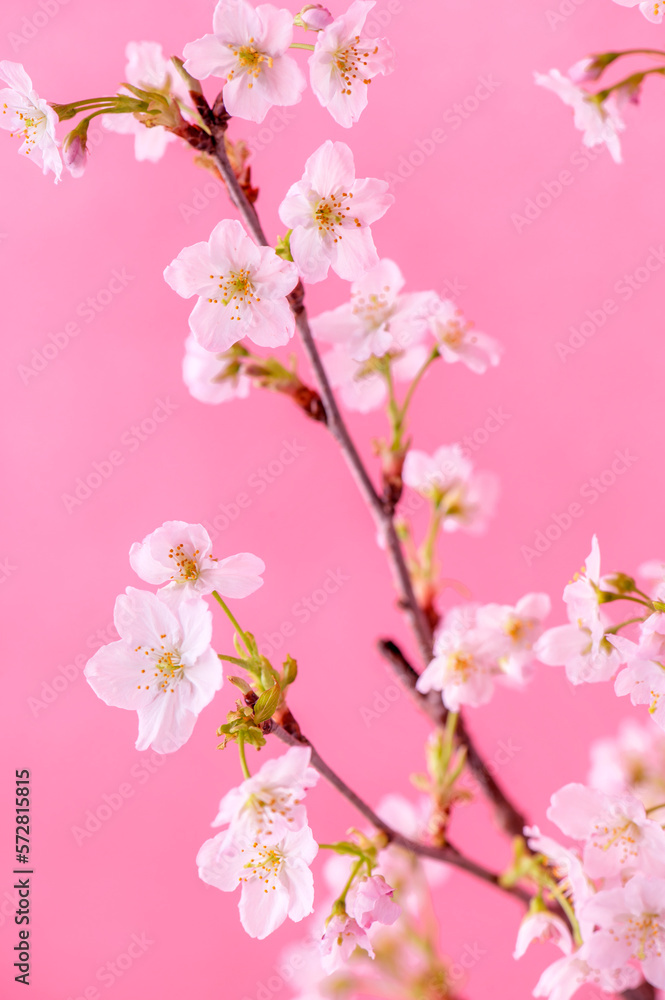桜　啓翁桜　ピンク色の背景