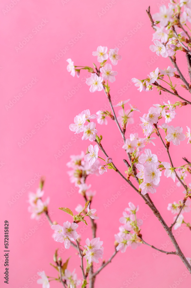 桜　啓翁桜　ピンク色の背景