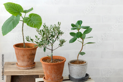 観葉植物のある部屋