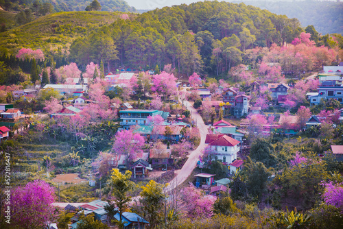 Beautiful Wild Himalayan Cherry. pink blossom Sakura flower or Prunus Cerasoides full bloom in Ban Mai Rong Kla Village with natural high area at Phu Lom Lo Mountain Loei, and Phitsanulok, Thailand.