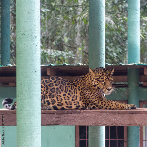 Jaguar del amazonas 
