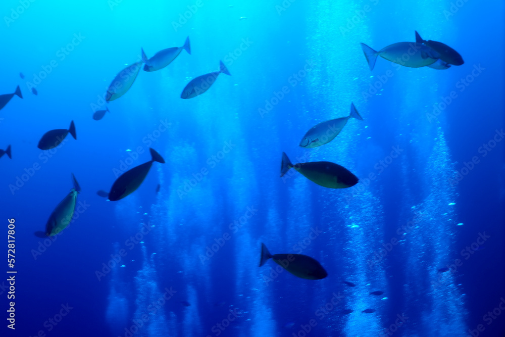 Obraz premium flock of fish diving bubbles blue background abstract nature