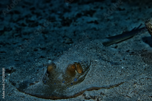 blue-spotted stingray underwater coral tropical fish © kichigin19