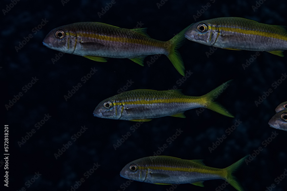 flock of fish goatfish underwater background flock of fish goatfish underwater background