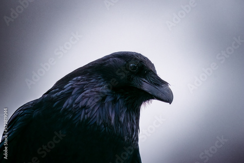 raven