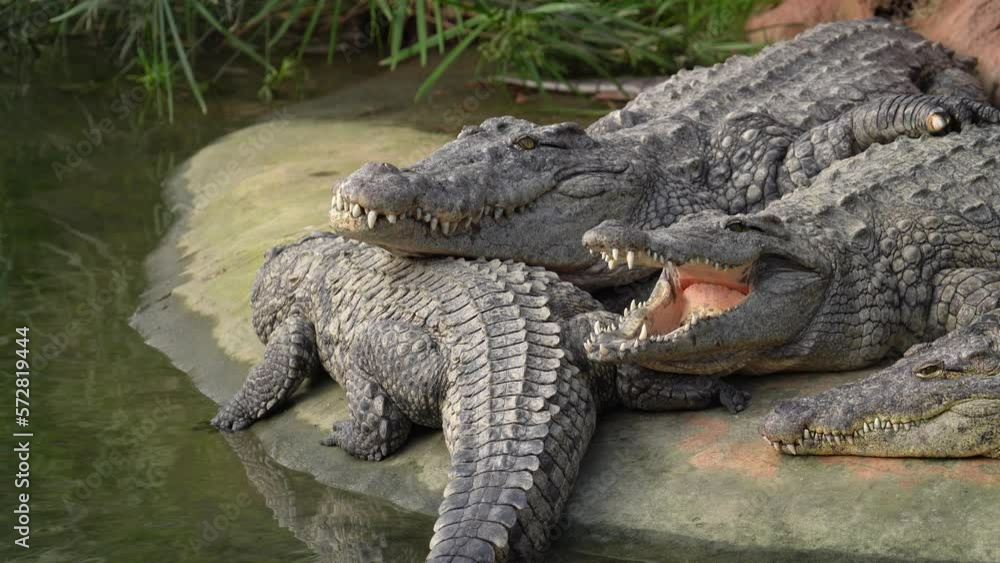 Dangerous Predator Reptiles, Nile Crocodile (Crocodylus niloticus) On The Shore Of A Pond. Close up Dangerous Predator Reptiles, Nile Crocodile (Crocodylus niloticus) On The Shore Of A Pond. Close up