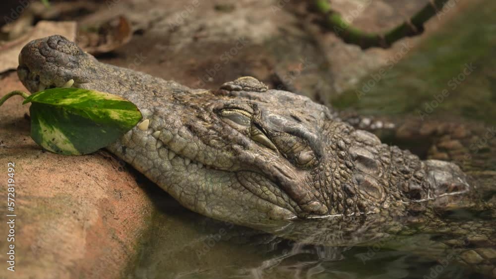 Close-up Macro Of A West African Crocodile (Crocodylus Suchus). Zoom In Close-up Macro Of A West African Crocodile (Crocodylus Suchus). Zoom In