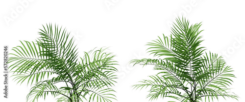 Nature and tropical forest concept. Green palm leaf isolated on transparent background. 3d rendering illustration. PNG format	

