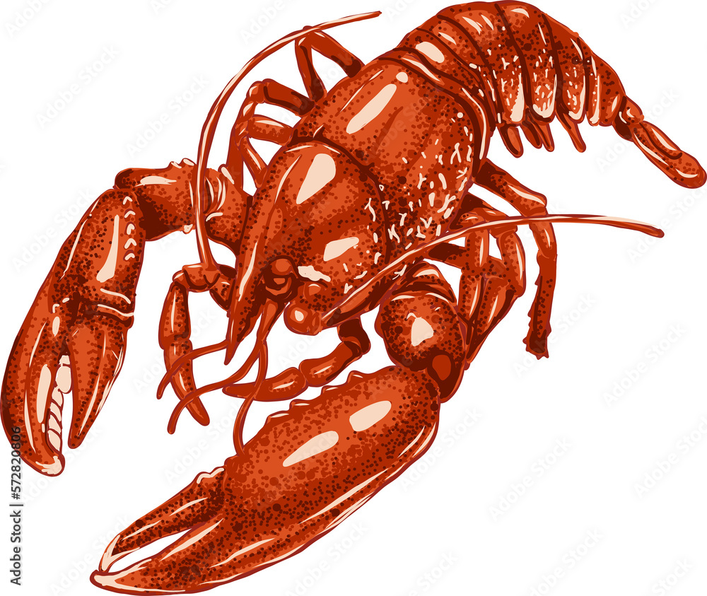 Lobster hand drawing on white background.png file. Stock Illustration ...