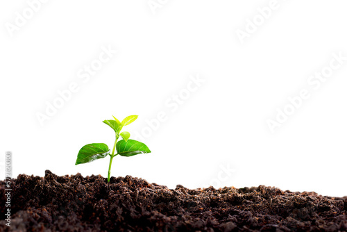 small tree on isolated on transparent background. planted with green earth and earth day concept. a planted tree seedling, forest conservation concept.Environment, Young green plant.