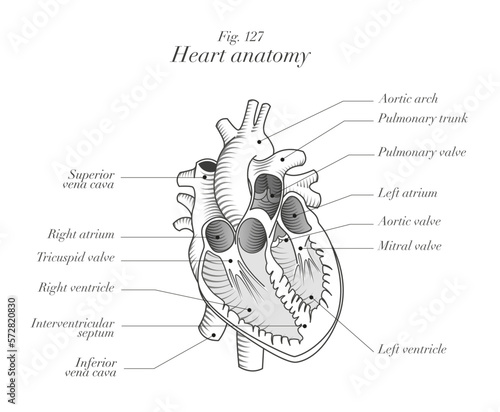 anatomical chart of a human heart, interior view, engraving modern style, with caption