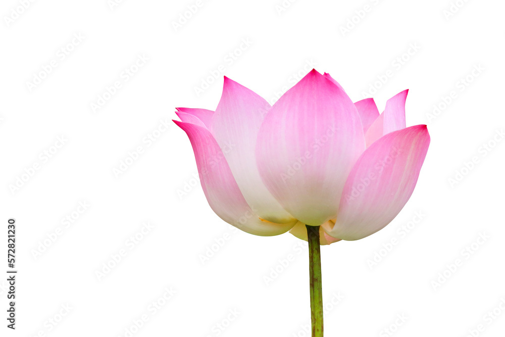 Indian Lotus blooming isolated on transparent background.	
