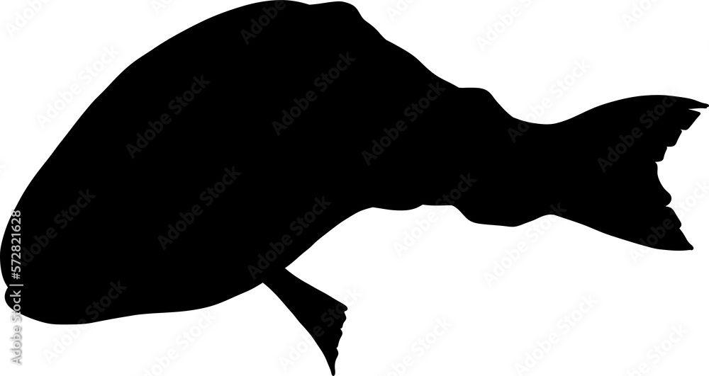 Salmon art highly detailed in line art style.Fish png by hand drawing. Salmon art highly detailed in line art style.Fish png by hand drawing.