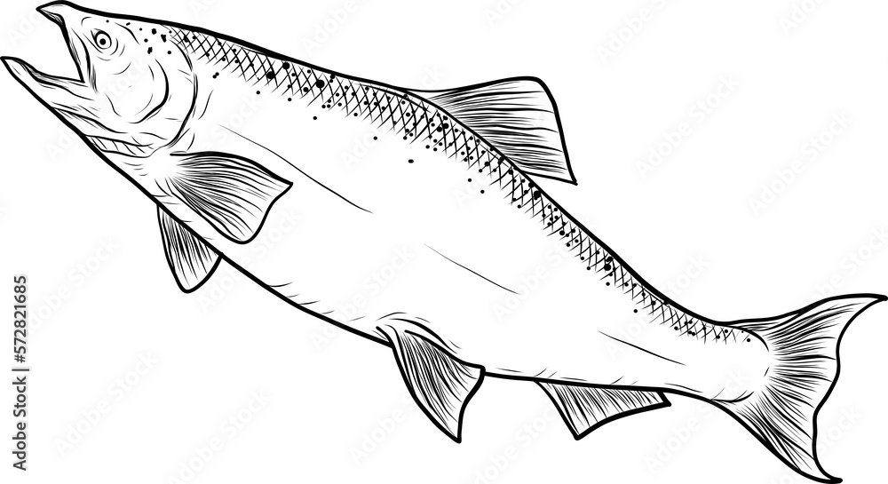 Salmon art highly detailed in line art style.Fish png by hand drawing ...