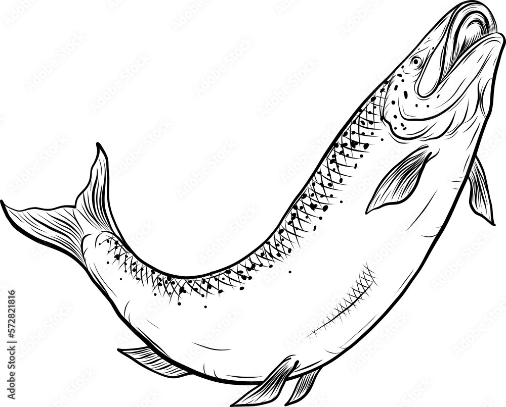 Salmon art highly detailed in line art style.Fish png by hand drawing.