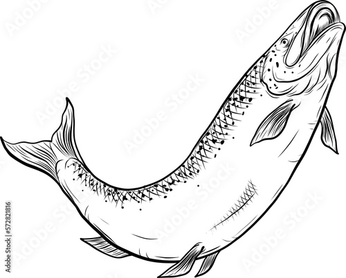 Salmon art highly detailed in line art style.Fish png by hand drawing.