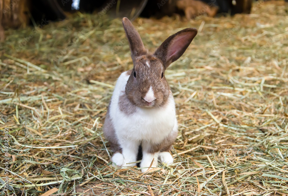 Little brown mix white rabbit stand on grass, farm rabbit, easter bunny Little brown mix white rabbit stand on grass, farm rabbit, easter bunny