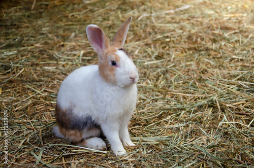 Little white rabbit sit on grass, farm rabbit, easter bunny