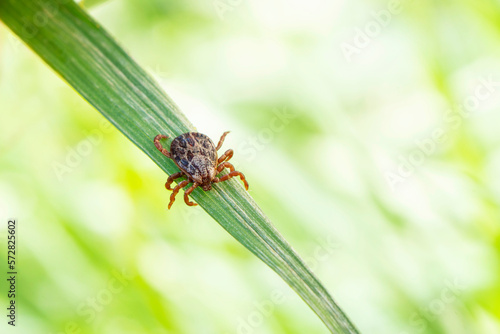 Dermacentor marginatus, Dermacentor reticulatus. tick on the grass, acarus on green grass photo