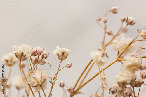 Dry flowers interior decoration art macro photography