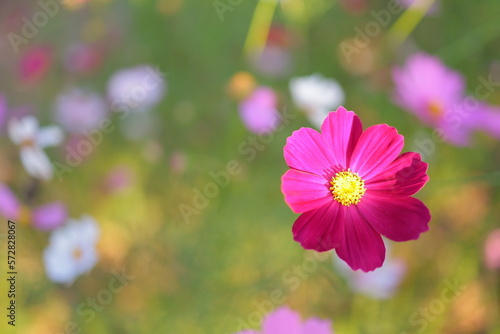 Cosmos. Pink flowers. Blurred background. The sunlight of the morning flowers.